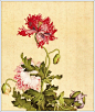 清代宫廷画师郎世宁工笔花鸟画欣赏

郎世宁（Giuseppe Castiglione?,1688—1766）是意大利人，原名朱塞佩·伽斯底里奥内,生于米兰，清康熙帝五十四年（1715）作为天主教耶稣会的修道士来中国传教，随即入宫进入如意馆，成为宫廷画家，曾参加圆明园西洋楼的设计工作，历任康、雍、乾三朝，在中国从事绘画达50多年