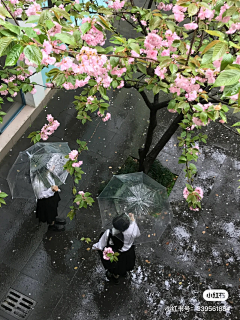 cotqpiEW采集到植物