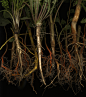 15862 Celastrus, Daucus, Coriandrum, Taraxacum, Xanthorhiza : Explore horticultural art photos on Flickr. horticultural art has uploaded 11496 photos to Flickr.