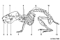 仓鼠骨骼