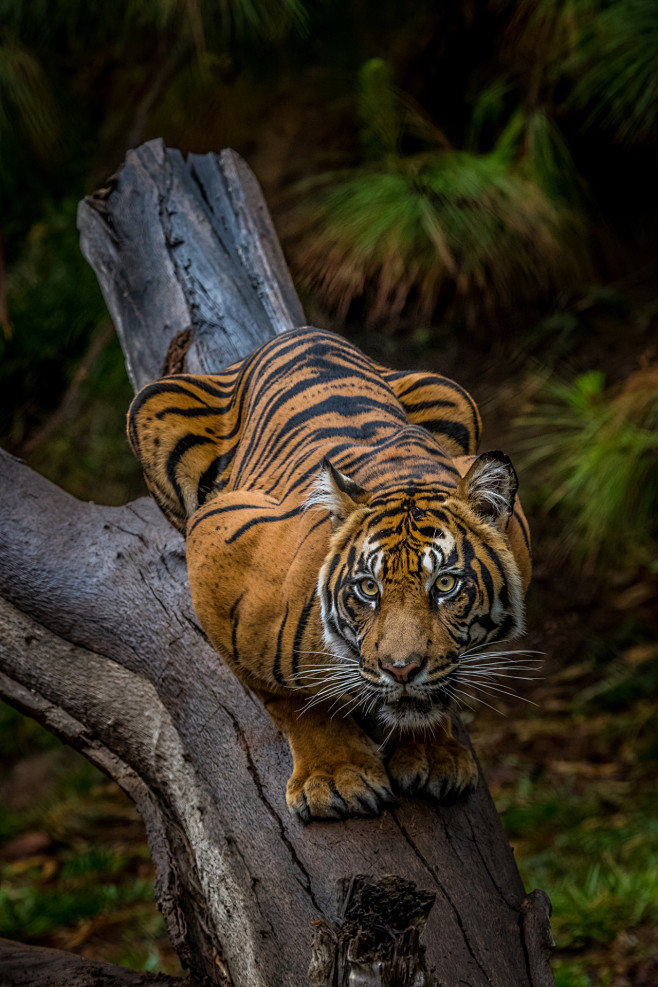 “ Crouching tiger by...