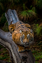 “ Crouching tiger by Todd Lahman”