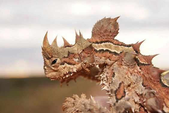 the thorny dragon or.