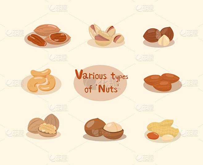 Various types of nuts that are popular to eat. Nut