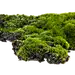 草丛1