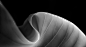 leaves Macro Photography Nature Photography  beauty black and white Black&white b&w plants