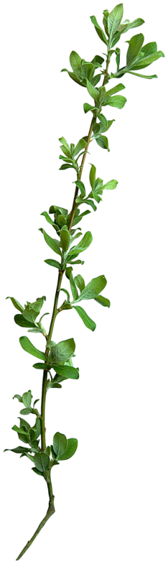 cricetulu_cricetulu采集到植物png