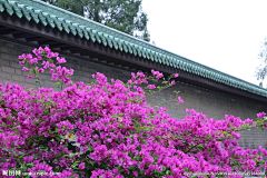 VWApsKBl采集到花墙
