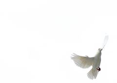 晨3413639采集到天鹅