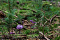 紫罗兰色 Laccaria, 蘑菇, 紫水晶蓝 Laccaria, 紫