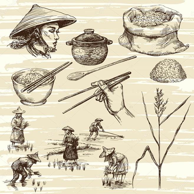 手工绘制的插图，水稻收获