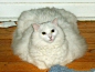固定栏目，每日一猫，来自美国的Flickr用户Cindi G.，“Jacks看起来就像长着一个头的巨大薄饼，其实他没有这么胖啦，只是毛长而已”，http://t.cn/8FUU5hB。