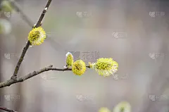 柳树的花絮