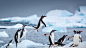 南极丹科岛附近的巴布亚企鹅 (© David Merron/Getty Images)