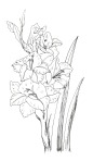 唐菖蒲花朵花卉植物插画线稿免扣元素541