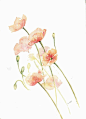 花卉