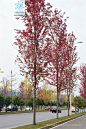 红花槭 Acer rubrum L. 中国植物图像库