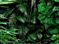 Tropical Rainforest Landscape background. Tropical jungle palms, trees and plants