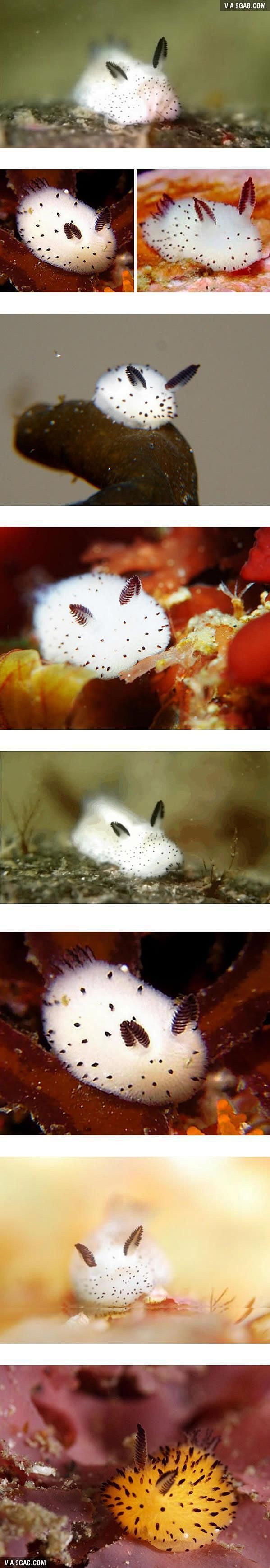 Sea Bunnies Japan Is Going Crazy About These Furry Sea Slugs