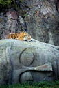 The tiger resting on God.....https://www.eukhost.com/amazing-website/
