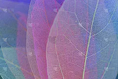 骨架叶。脆弱的多色纹理宏叶。缓解。一组骷髅叶子。宏观结构骨架化的叶子。手机壁纸。