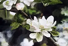 水彩---樱花-梨花-桃花-海棠花、梅花 - 高清图片，堆糖，美图壁纸兴趣社区