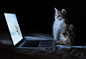 固定栏目，每日一猫，Daisy和Hannah在看他们自己的幻灯片，来自澳大利亚摄影师Ben Torode，http://t.cn/zjzwsWp。