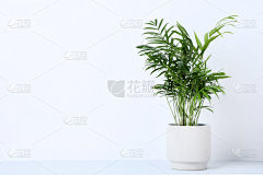 绿色,植物,锅,灰色背景,影棚拍摄,灰色,小的,植物学,自然,图像