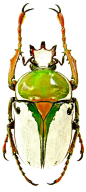 Rhamphorrhina bertolonii Lucas, 1879: 