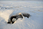 高清组图：探访南极洲新发现帝企鹅栖息地_科技_腾讯网【11、悲哀的一天】一只死去的企鹅宝宝躺在雪地中，只有19%的帝企鹅宝宝在它们出生的第一年存活下来。\r\n\r\n