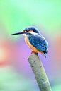 Common Kingfisher (Alcedo atthis), also known as Eurasian Kingfisher, or River Kingfisher. It is a small kingfisher with seven subspecies recognized within its wide distribution across Eurasia and North Africa. It is resident in much of its range, but mig