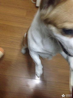 平平无奇小妍酱采集到那些年不喜欢拍照的柯基Jackie