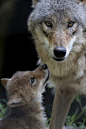 Wolf mother family animals dogs nature baby wild mother wolves: 
