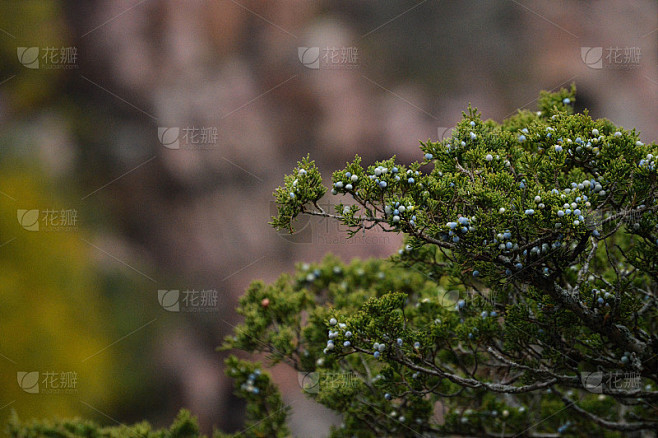 杜松树