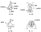 鼻子结构_百度图片搜索