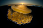 【等待晨曦】
由摄影师Angel Fitor拍摄，这只荷包蛋水母（学名：Cotylorhiza tuberculata）漂浮在接近水面的下方等待第一缕晨曦的到来，光线能触发水母体内的共生藻制造所需能量。该照片获得2011年国家地理摄影大赛自然类荣誉奖。