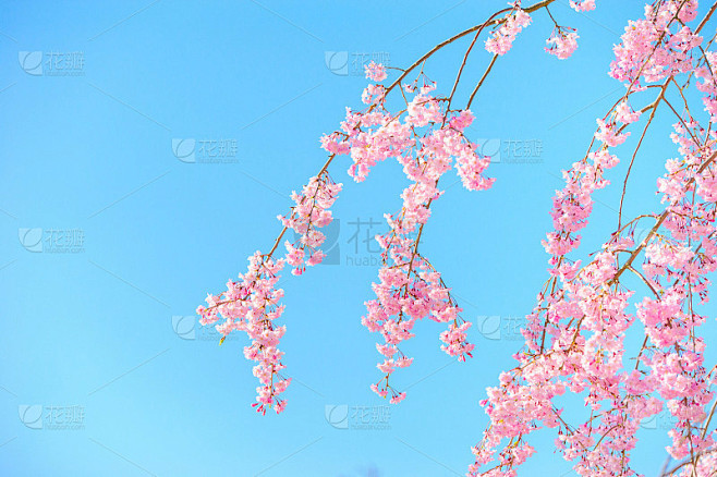 粉红色的哭泣的樱花在蓝色的天空中盛开