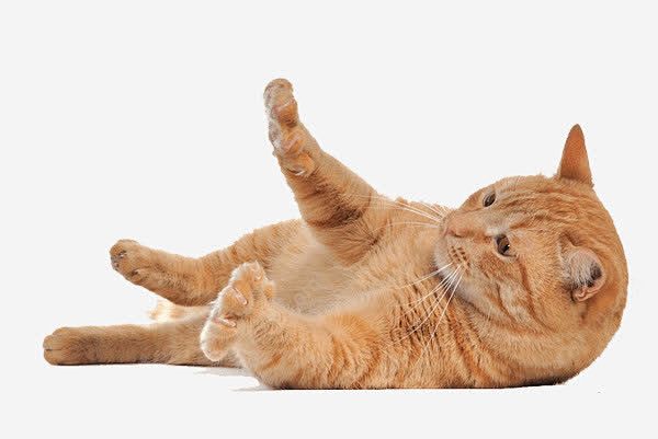 猫咪免抠png素材_新图网ixintu....