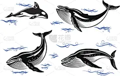 卡通,海洋,鲸,驼峰,座头鲸,动物背脊,尾鳍,可爱的,自由,野生动物