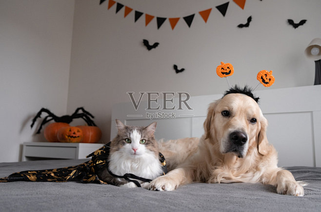万圣节的南瓜狗和猫。金毛猎犬和小猫穿着万...