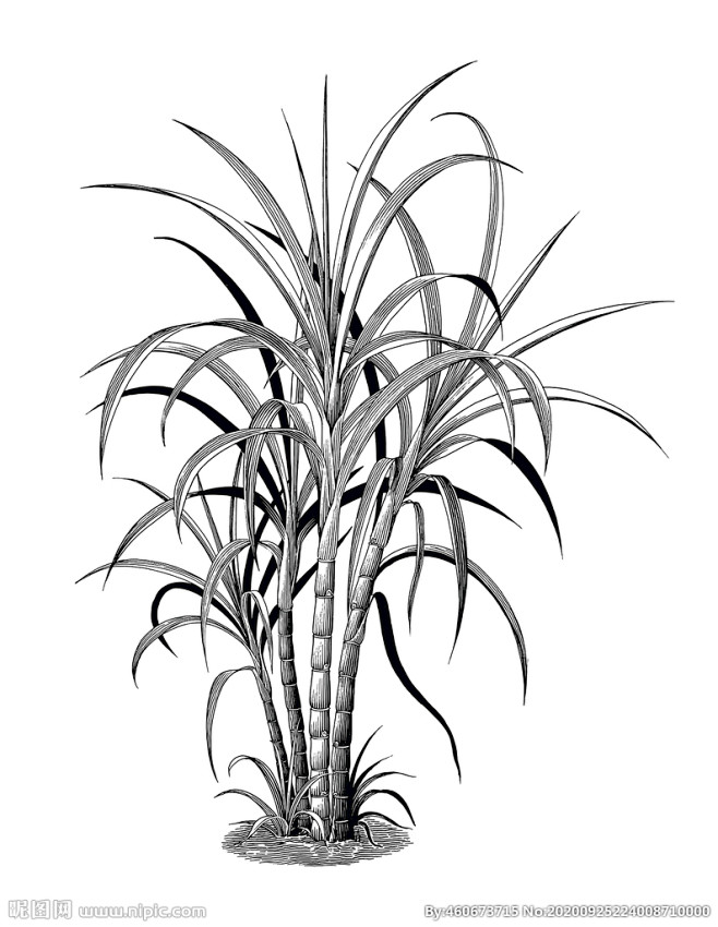 甘蔗线描线条手绘插画