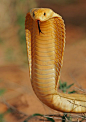 Cobra Pequeno Principe do Cabo - Yellow snake - The Little Prince Cape Cobra   吓死你们算了 哈哈 胆小勿入