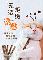 猫咪磨牙 木天蓼棒 猫薄荷宠物咬棒用品逗猫玩具现货批发 : 阿里巴巴猫咪磨牙 木天蓼棒 猫薄荷宠物咬棒用品逗猫玩具现货批发，猫猫玩具，这里云集了众多的供应商，采购商，制造商。这是猫咪磨牙 木天蓼棒 猫薄荷宠物咬棒用品逗猫玩具现货批发的详细页面。材质:木天蓼，产地:中国，是否进口:否，产品类别:逗猫玩具，货号:20T0009M/20T0010M/20T0011M，箱装数量:随机，重量:0.1KG，品牌:华元宠具，是否专利货源:否，颜色:木天蓼玩具三根装（粗）,木天蓼玩具五根装（细）,虫瘿果棒棒糖,双拼哑铃玩