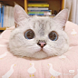 可爱 猫