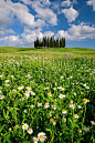 在柏树山雏菊，圣奎立葡萄酒，托斯卡纳，意大利
Daisies on Cypress Hill, San Quirico d'Orcia, Tuscany, Italy