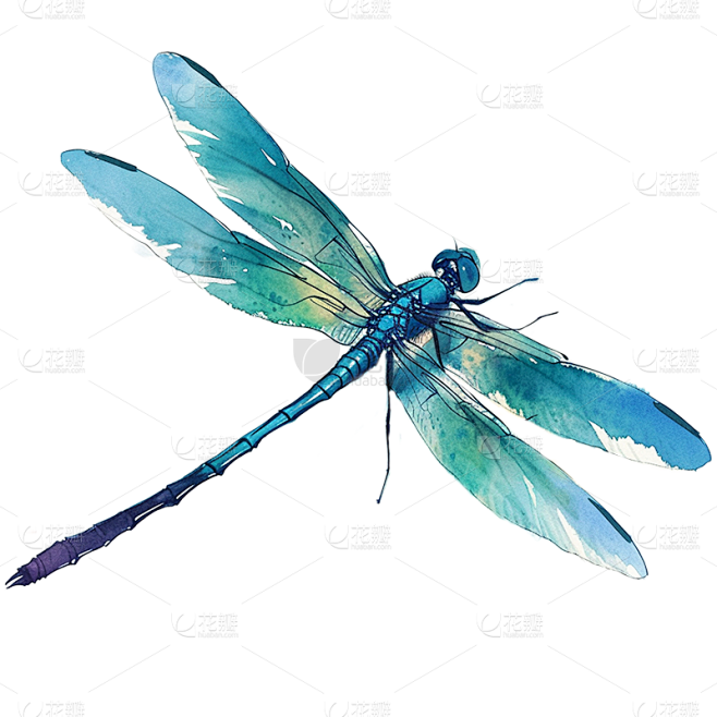 惊蛰写实插画蜻蜓昆虫元素素材