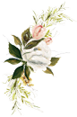 清新植物花朵美容水彩手绘花卉包装婚礼邀请卡PNG免抠图设计素材