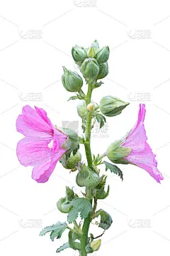 甜蜜多彩的粉红色蜀葵盛开和绿色的蓓蕾花孤立在白色的背景与复制空间和剪辑路径。