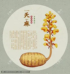 天麻 水洋芋 明天麻 药材医草 手绘值物花草 手绘中草药 中草药包装插画 草本植物 草药包装插画 中药大全 中药插画 复古医书草药插图 中草药 中医文化 草药