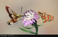 Lynn采集到Butterfly 蝴蝶